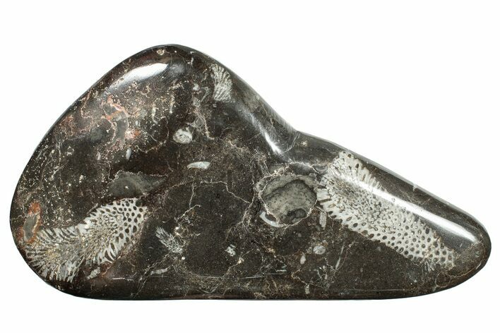 Polished Devonian Fossil Coral and Bryozoan Plate - Morocco #255645